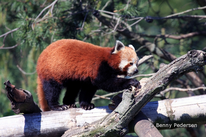 roed panda IMG_5034.jpg - Rød Panda (Ailurus fulgens fulgens)